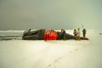 Harvesting the whale