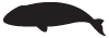 Whale